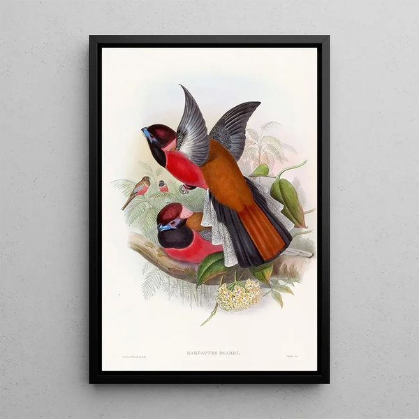 Trogon de Diard - John Gould — framed artwork on a wall