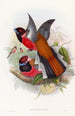 Trogon de Diard - John Gould — artwork view