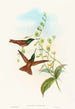 Diphogena aurora - John Gould — artwork view
