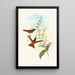 Diphogena aurora - John Gould — framed artwork on a wall