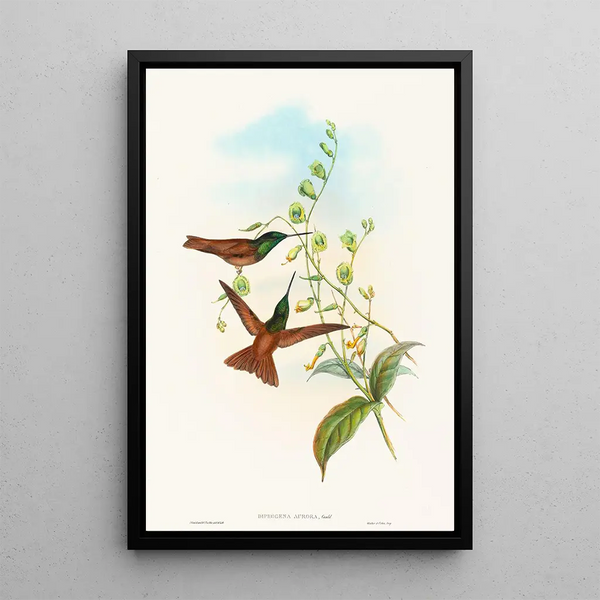 Diphogena aurora - John Gould — framed artwork on a wall