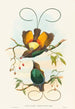 Diphyllodes chrysoptera - John Gould — artwork view