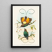 Diphyllodes chrysoptera - John Gould — framed artwork on a wall