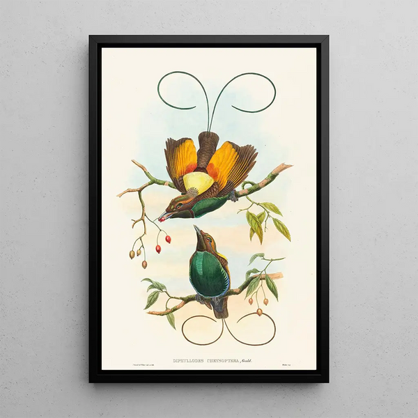 Diphyllodes chrysoptera - John Gould — framed artwork on a wall
