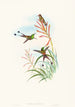 Discura longicauda - John Gould — artwork view