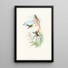 Discura longicauda - John Gould — framed artwork on a wall