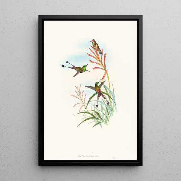 Discura longicauda - John Gould — framed artwork on a wall