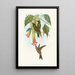 Docimastes ensiferus - John Gould — framed artwork on a wall