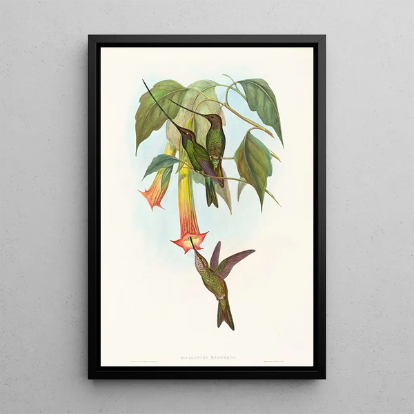Docimastes ensiferus - John Gould — framed artwork on a wall