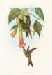 Docimastes ensiferus - John Gould — artwork view
