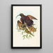Drepanornis albertisi - John Gould — framed artwork on a wall