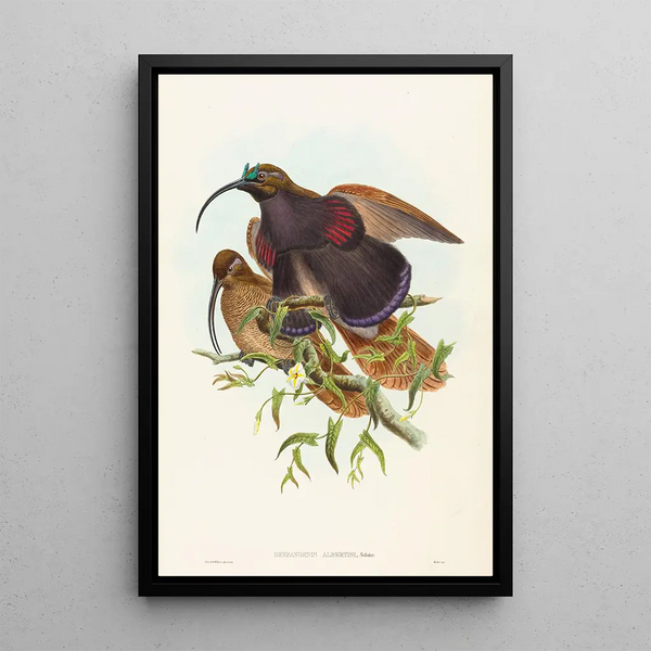 Drepanornis albertisi - John Gould — framed artwork on a wall
