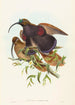 Drepanornis albertisi - John Gould — artwork view