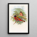 Trogon de Duvaucel - John Gould — framed artwork on a wall