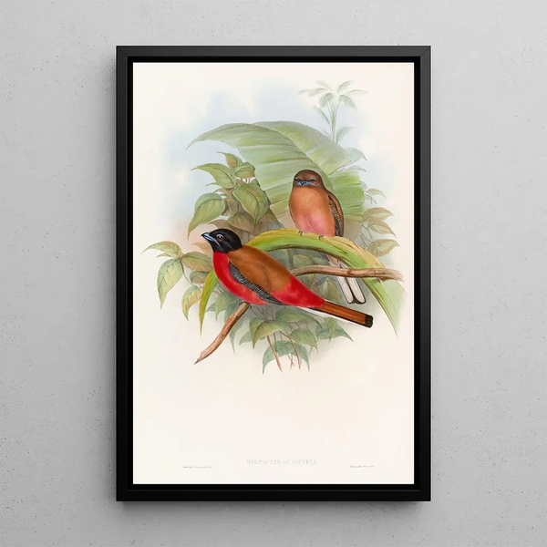 Trogon de Duvaucel - John Gould — framed artwork on a wall