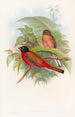 Trogon de Duvaucel - John Gould — artwork view