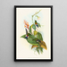 Eriocnemis cupreiventris - John Gould — framed artwork on a wall