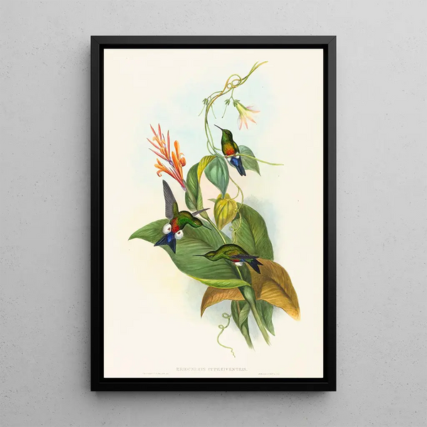 Eriocnemis cupreiventris - John Gould — framed artwork on a wall