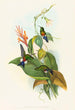 Eriocnemis cupreiventris - John Gould — artwork view