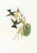 Eriocnemis vestitus - John Gould — artwork view