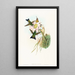 Eriocnemis vestitus - John Gould — framed artwork on a wall