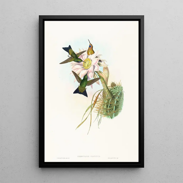 Eriocnemis vestitus - John Gould — framed artwork on a wall