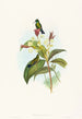 Eucephala caerulea painting - John Gould — artwork view
