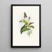 Eucephala caerulea painting - John Gould — framed artwork on a wall