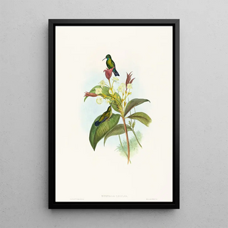 John Gould - Eucephala caerulea.webp