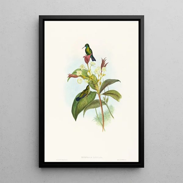 Eucephala caerulea painting - John Gould — framed artwork on a wall