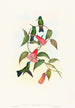 Eucephala smaragdocaerulea - John Gould — artwork view