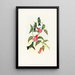 Eucephala smaragdocaerulea - John Gould — framed artwork on a wall