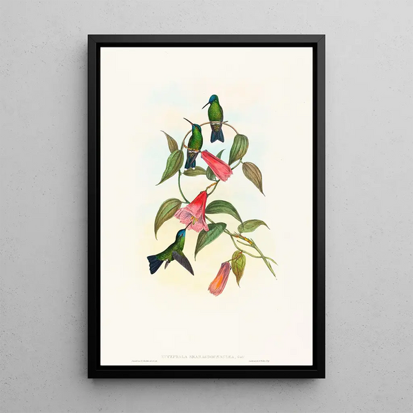 Eucephala smaragdocaerulea - John Gould — framed artwork on a wall