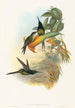 Eugénie Impératrice - John Gould — artwork view
