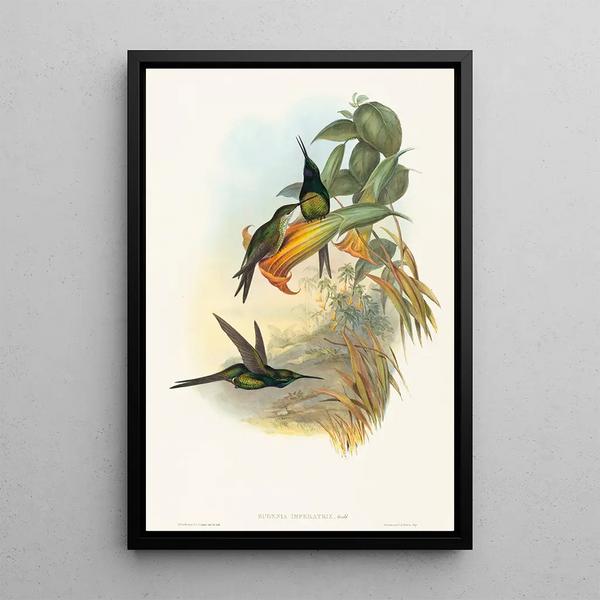 Eugénie Impératrice - John Gould — framed artwork on a wall