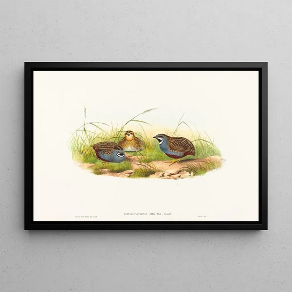 Excalftoria minima - John Gould — framed artwork on a wall