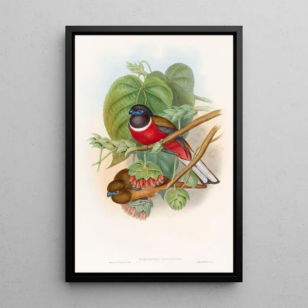 Trogon fascié - John Gould — framed artwork on a wall