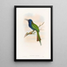 Guêpier de Forsten - John Gould — framed artwork on a wall