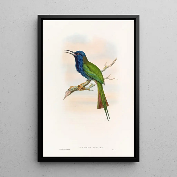 Guêpier de Forsten - John Gould — framed artwork on a wall