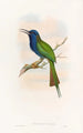 Guêpier de Forsten - John Gould — artwork view