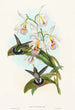 Glaucis fraseri painting - John Gould — artwork view