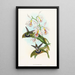 Glaucis fraseri painting - John Gould — framed artwork on a wall