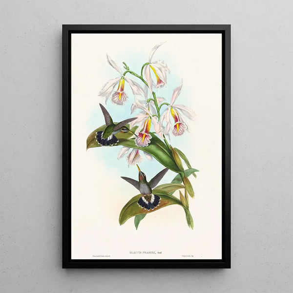 Glaucis fraseri painting - John Gould — framed artwork on a wall