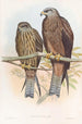 Milan de Govinda - John Gould — artwork view