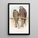 Milan de Govinda - John Gould — framed artwork on a wall