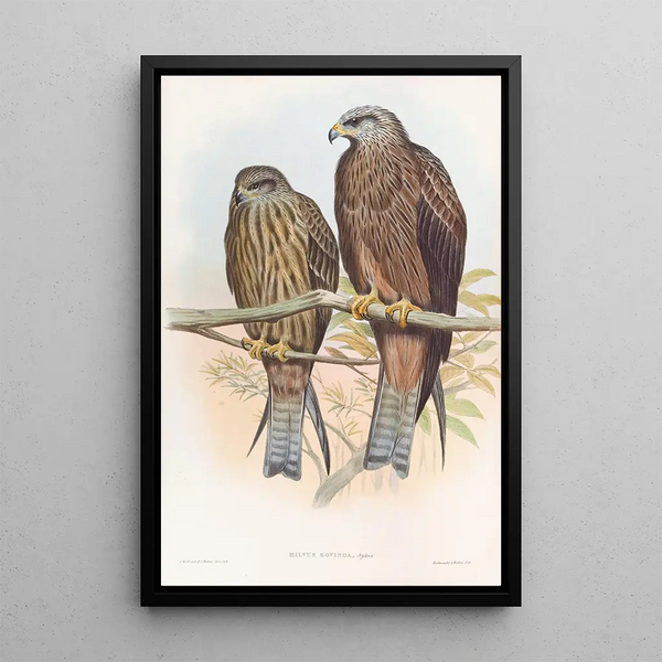 Milan de Govinda - John Gould — framed artwork on a wall