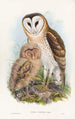 Effraie des herbes - John Gould — artwork view