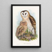 Effraie des herbes - John Gould — framed artwork on a wall