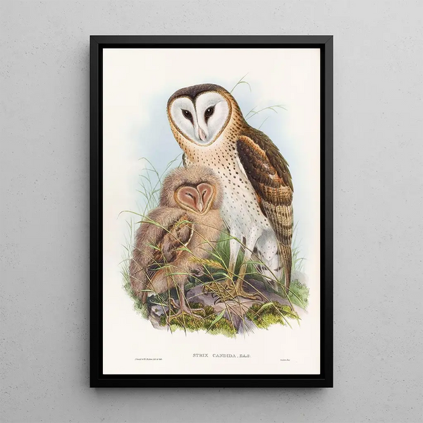 Effraie des herbes - John Gould — framed artwork on a wall