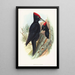 Grand black woodpecker painting - John Gould — framed artwork on a wall